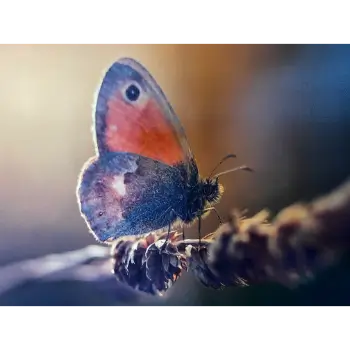 Classy Art Butterfly Walking Wall Art