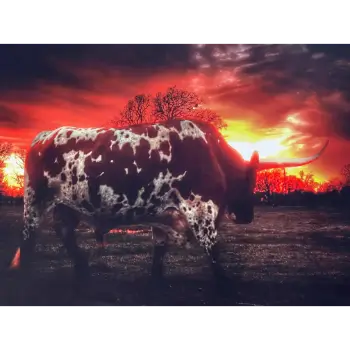 Classy Art Early Morning Cow Wall Art