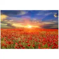 Yosemite Home All The Poppies Tempered Glass Wall Art Panel