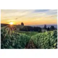 Yosemite Home Wine Country Tempered Glass Wall Art Panel