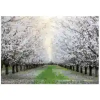 Yosemite Home White Blossom Trail Tempered Glass Wall Art Panel