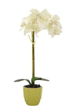 Three Hands 20-Inch Orchid Arrangement in Lime Planter