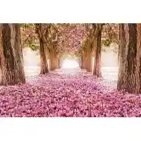 Classy Art Cherry Blossoms Tempered Glass Wall Art