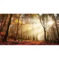 Classy Art Sunlight Through The Trees Tempered Glass Wall Art