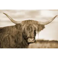 Classy Art Highland Cow Serenity Tempered Glass Wall Art