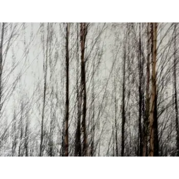 Classy Art Black & White Trees Wall Art